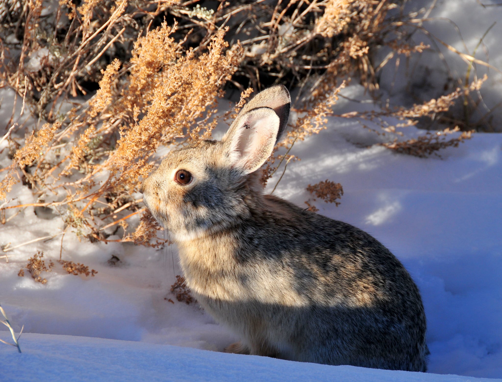 Pygmy Rabbit