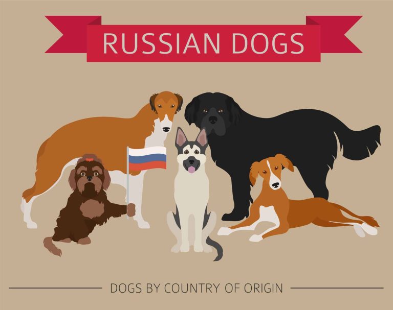 20 Most Popular Russian Dog Breeds