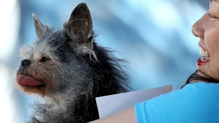 23 Ugliest Dog Breeds in the World