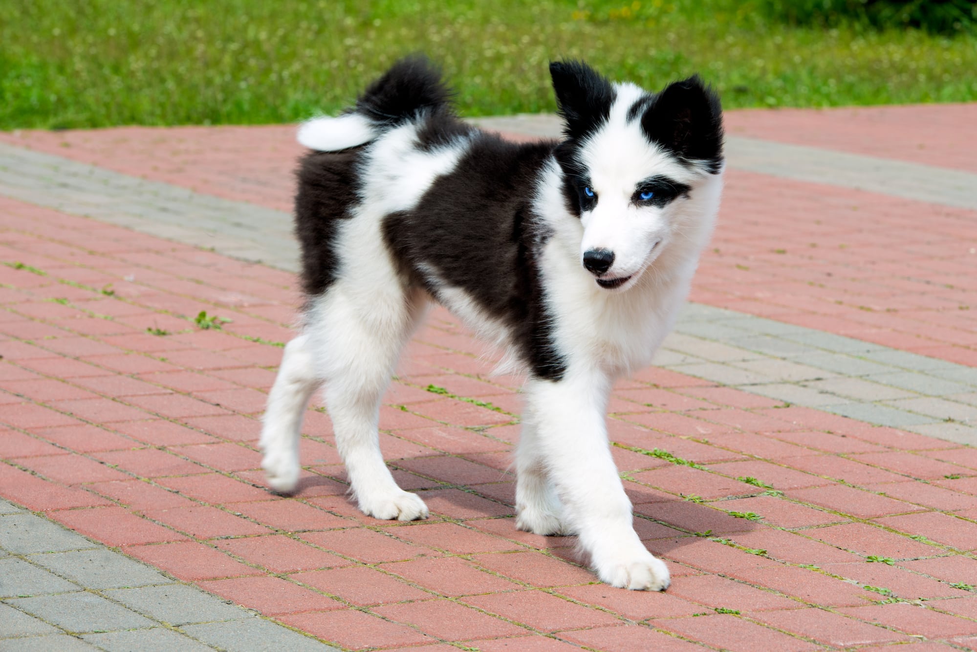 Yakutian Laika - Russian Dog Breeds