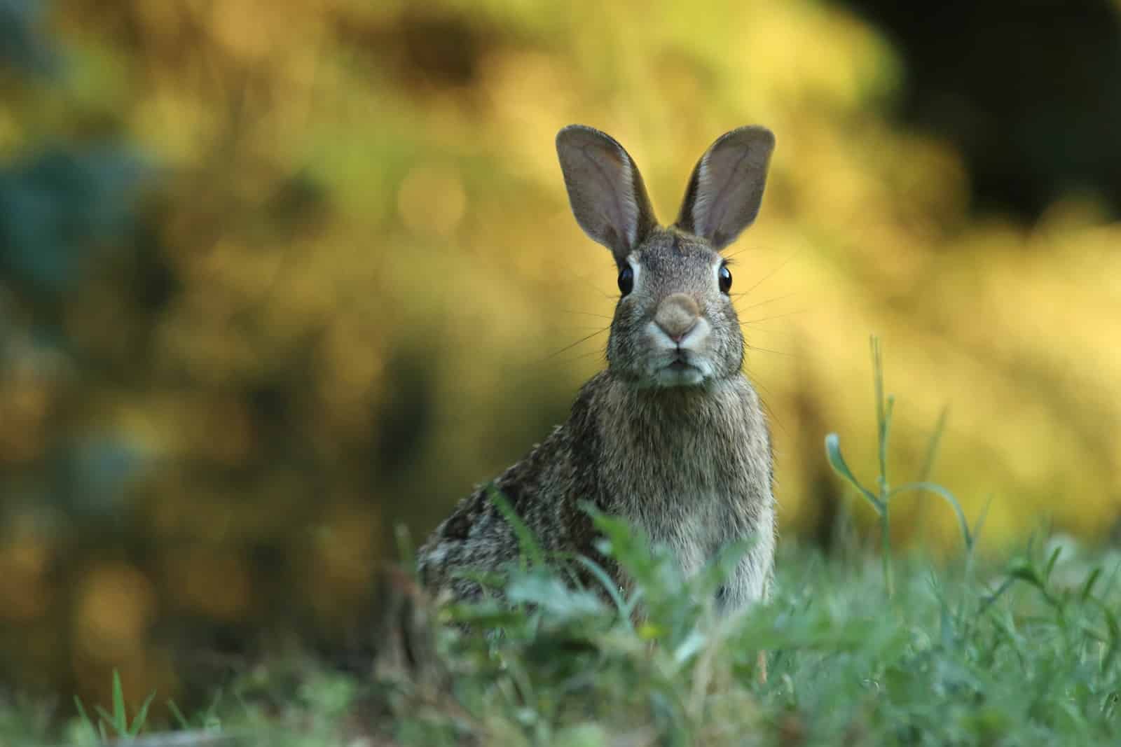 American Rabbit Breeds
