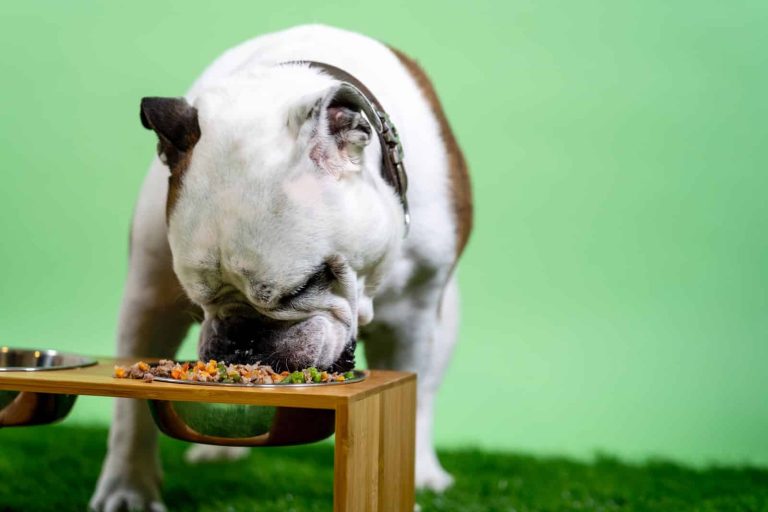 10 Best Dog Food for Pitbulls