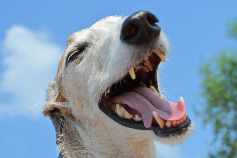 4 Best Dog Toothpaste for Fresh Breath and Healthy Gums