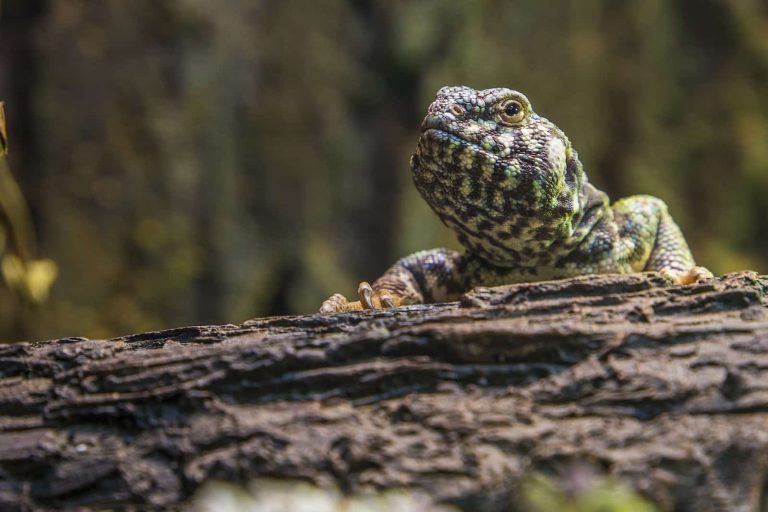 Factors to Consider When Looking for Best Reptiles for Beginners