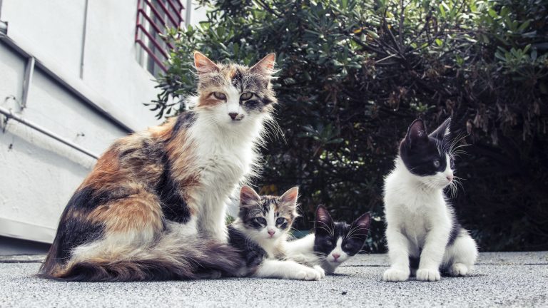 24 Cat Breeds That Act Like Dogs