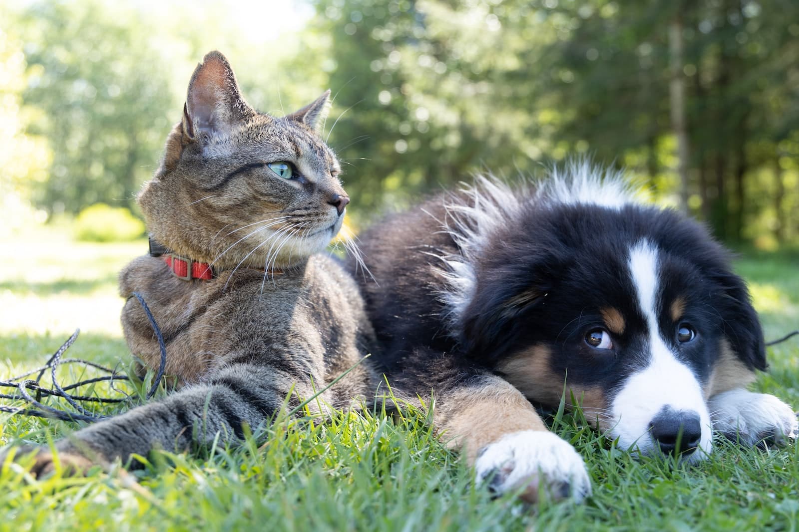Cats That Are Good With Dogs