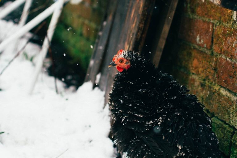 22 Best Cold Weather Chicken Breeds for Your Homestead