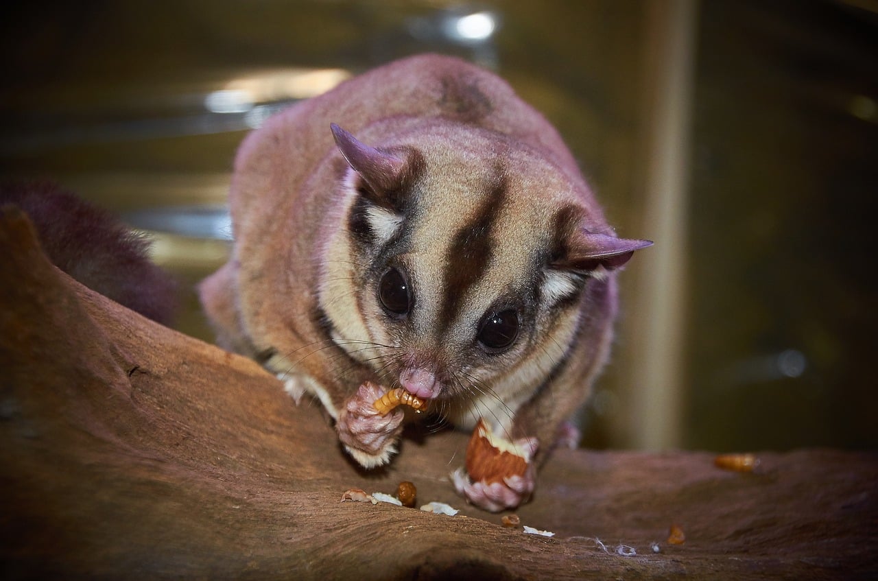 Different Types of Sugar Gliders