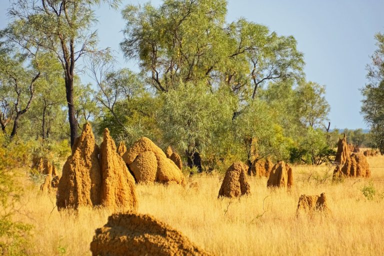 6 Different Types of Termites