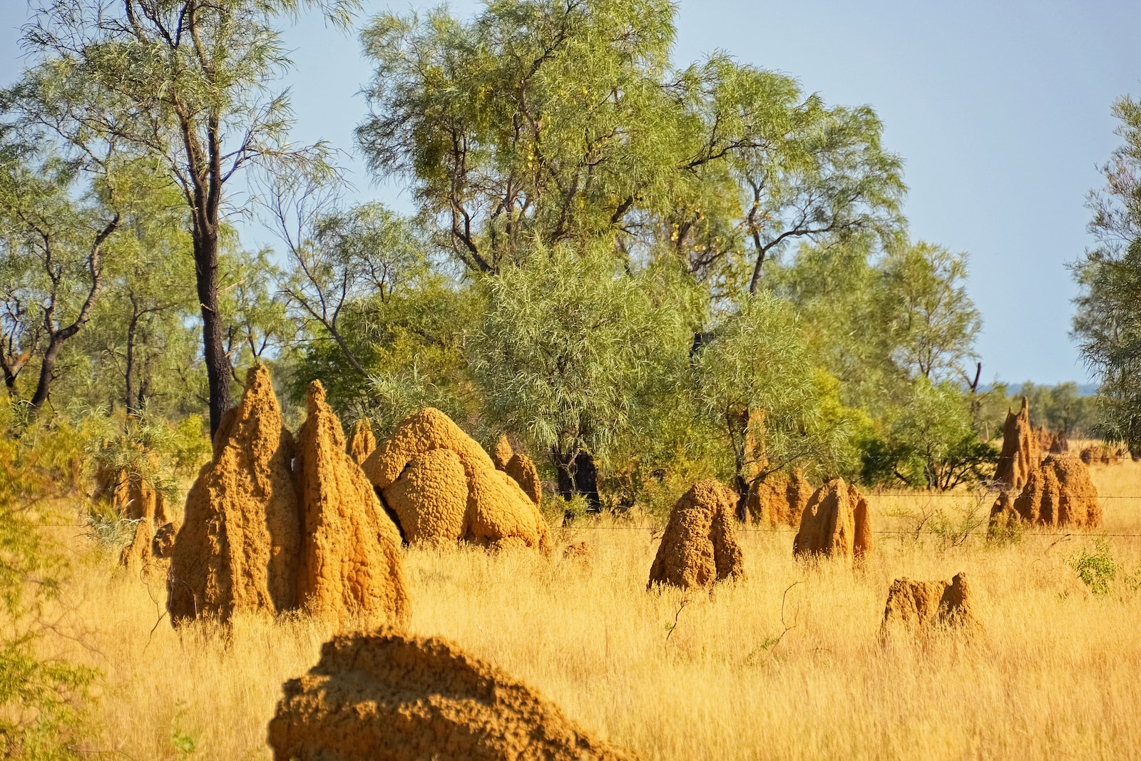 Different Types of Termites