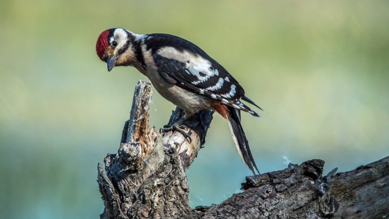 12 Different Types of Woodpeckers in Arizona