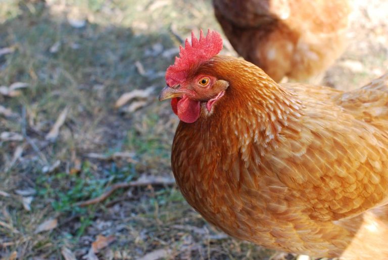 11 Different Types of Docile Chicken Breeds