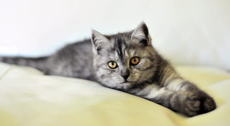 20 Exotic Cat Breeds That Will Make You Purr With Delight