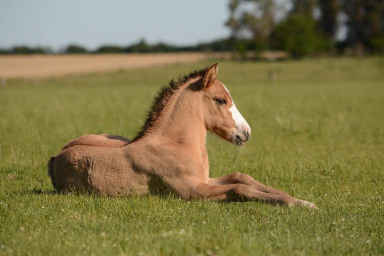 Top 14 Fastest Horse Breeds