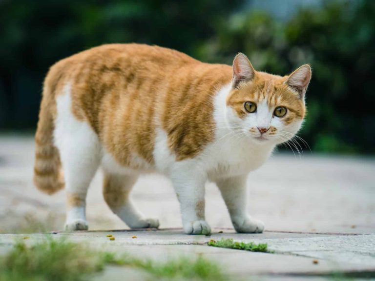 Top 9 Fat Cat Breeds You Should Know