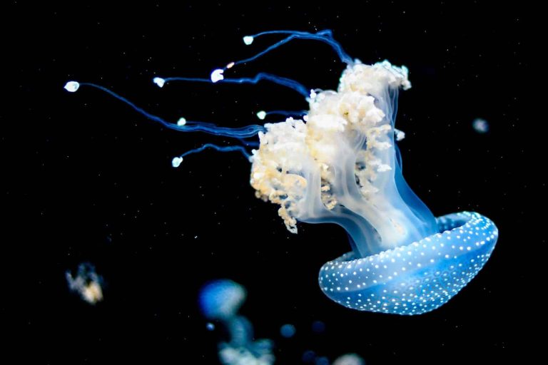 How Much Does a Jellyfish Cost?