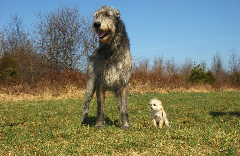 9 Irish Dog Breeds and Their Pictures