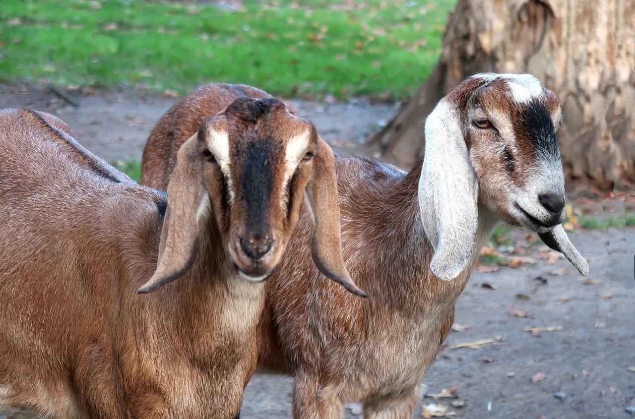 Large Goat Breeds