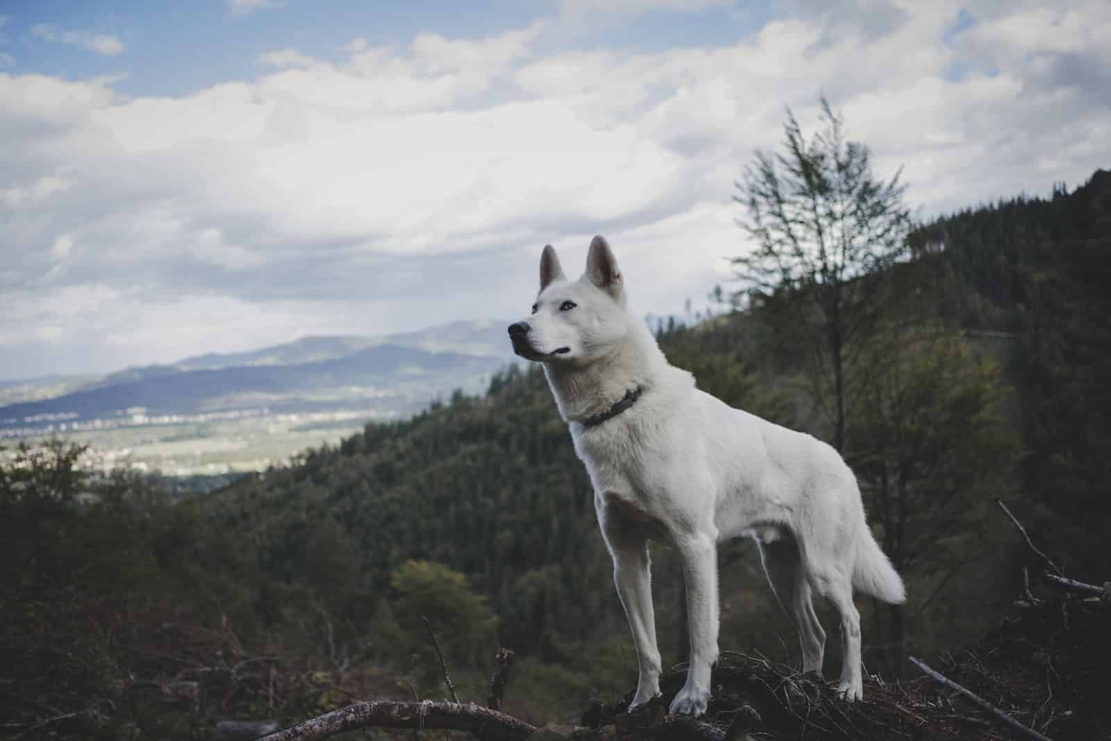 Large white dog breeds