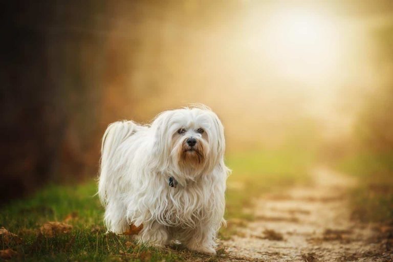 20 Adorable Long Haired Dog Breeds