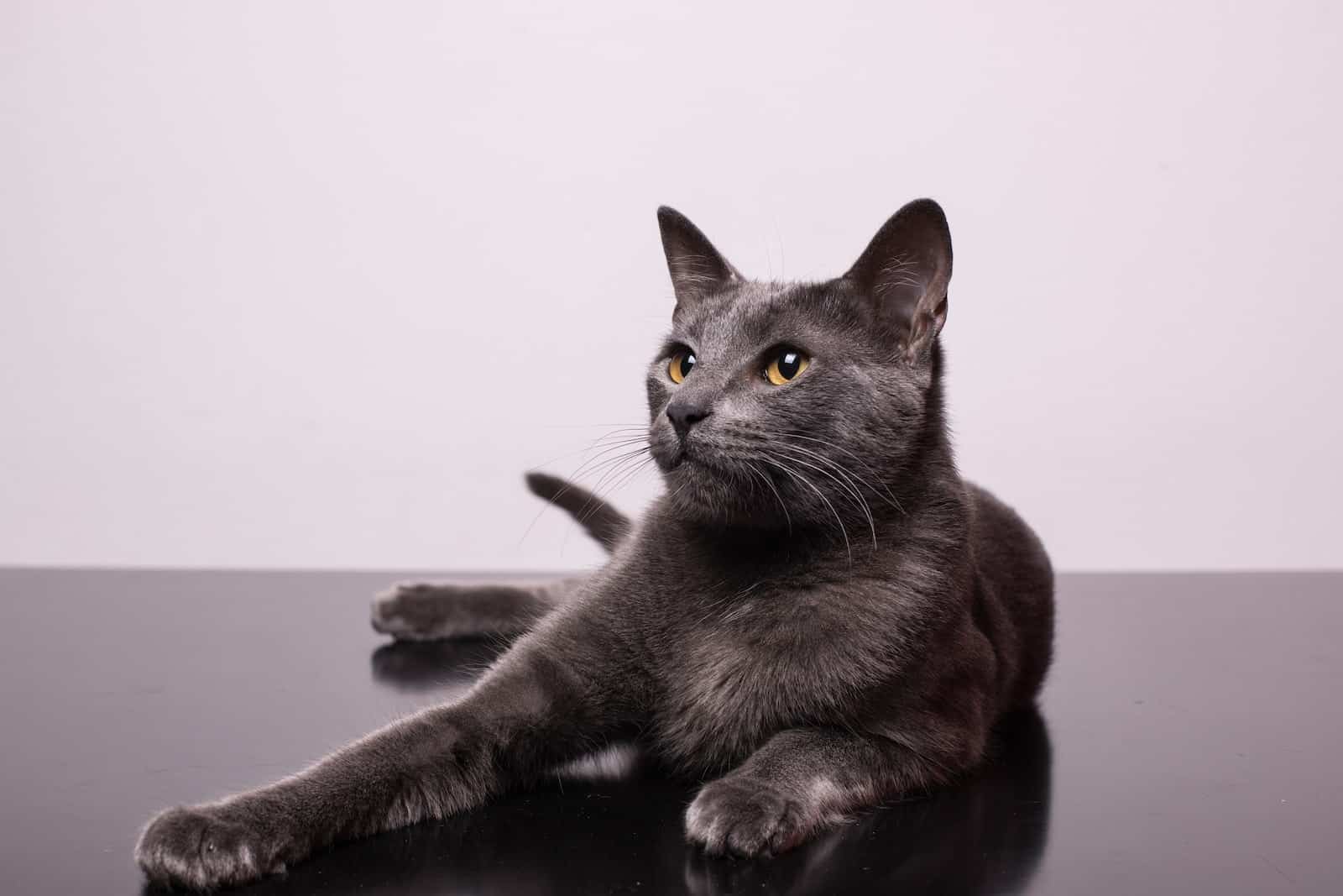 Most Expensive Cat Breeds