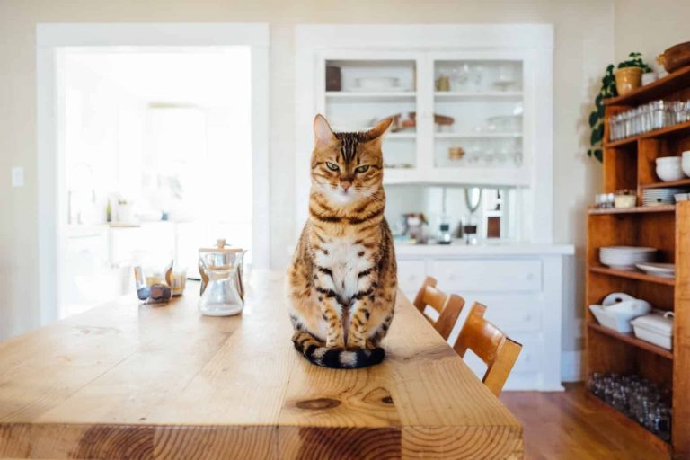 18 of the Most Intelligent Cat Breeds in the World