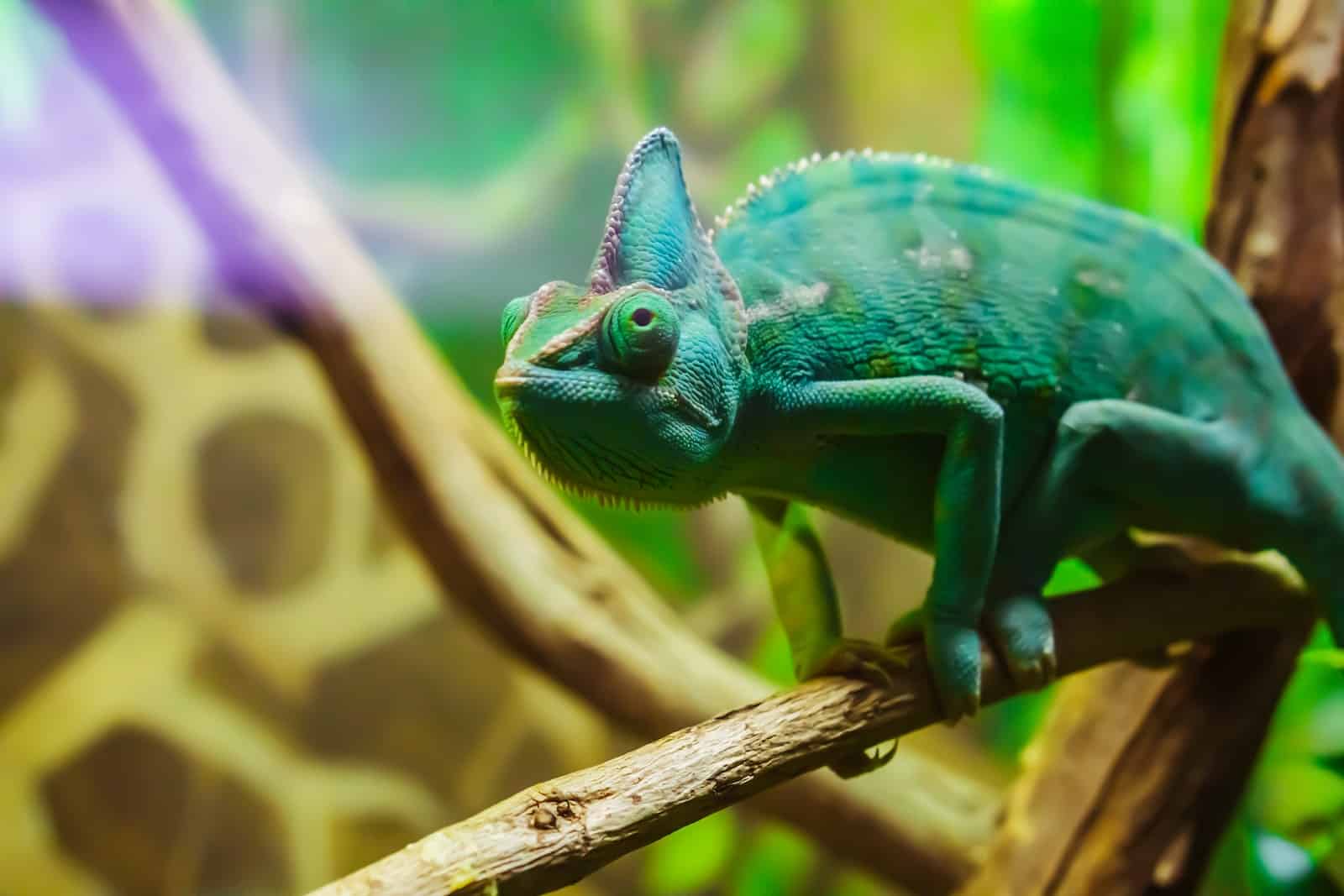 Most Intelligent Reptiles