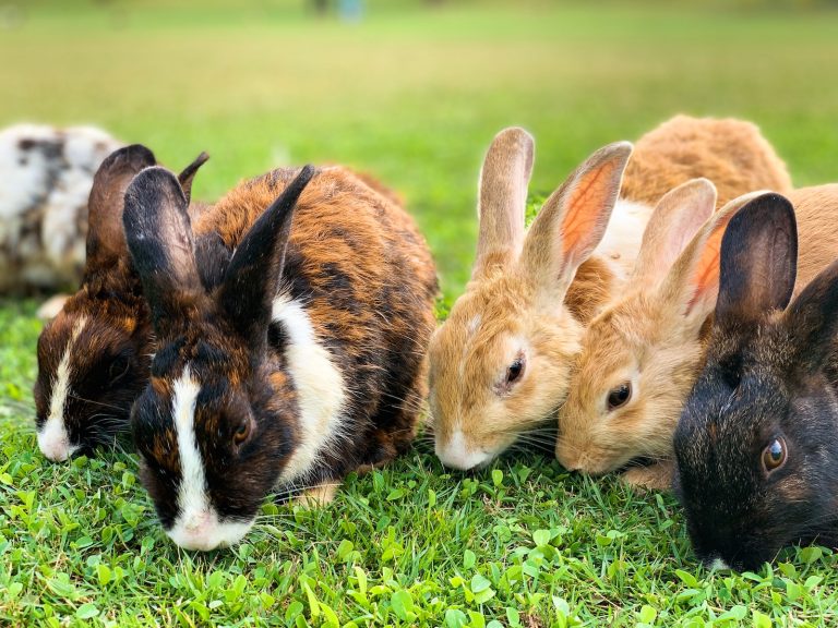 17 Most Popular Rabbit Breeds in the World