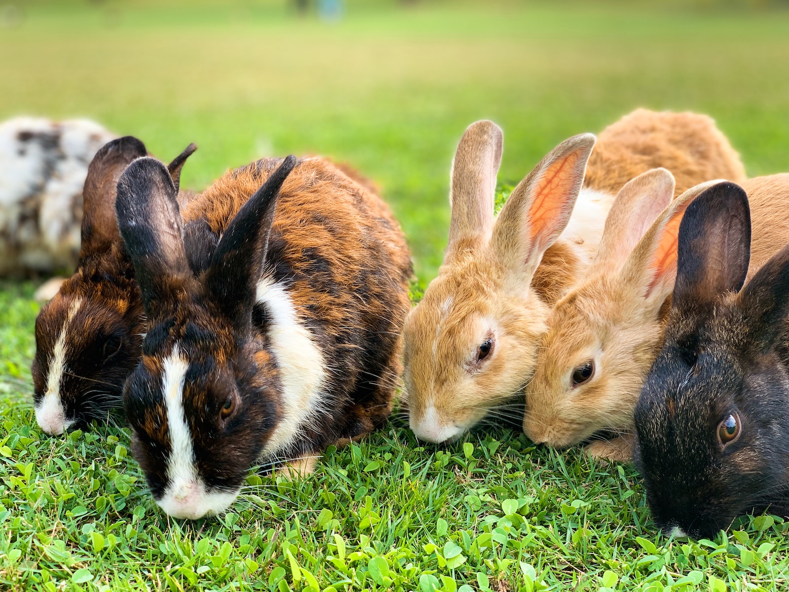 Most Popular Rabbit Breeds