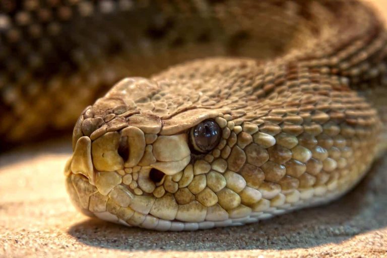 21 Most Venomous Snakes in the US