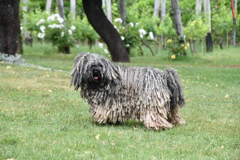 Puli: Dog Breed Profile and Information
