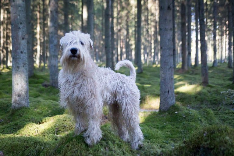 19 Most Shaggy Dog Breeds in the World