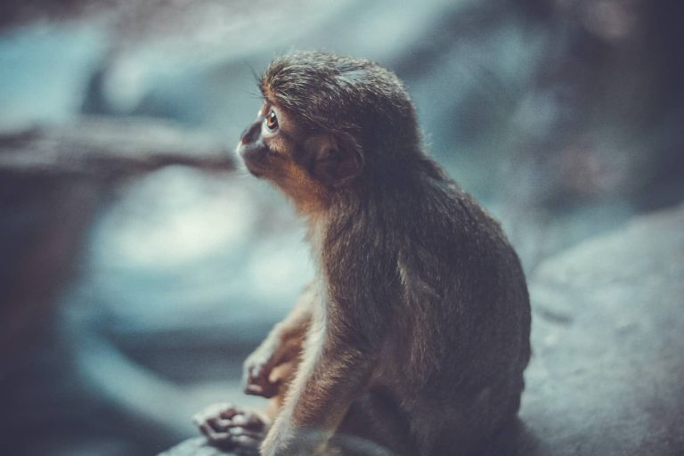 15 Popular Small Monkey Breeds