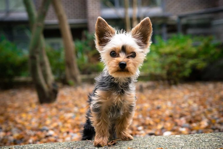 25 Cute Teacup Dog Breeds That Will Melt Your Heart