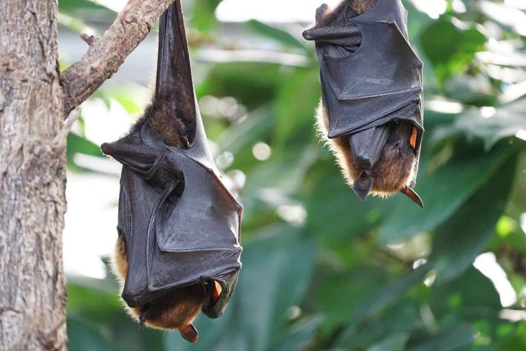 19 Different Types of Bats in Australia