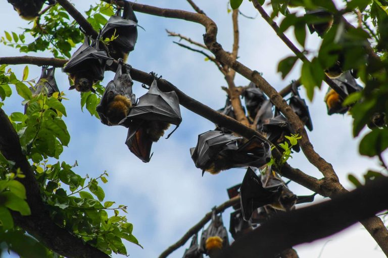 9 Different Types of Bats in New York