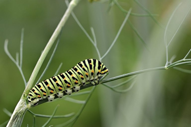 10 Different Types of Caterpillars