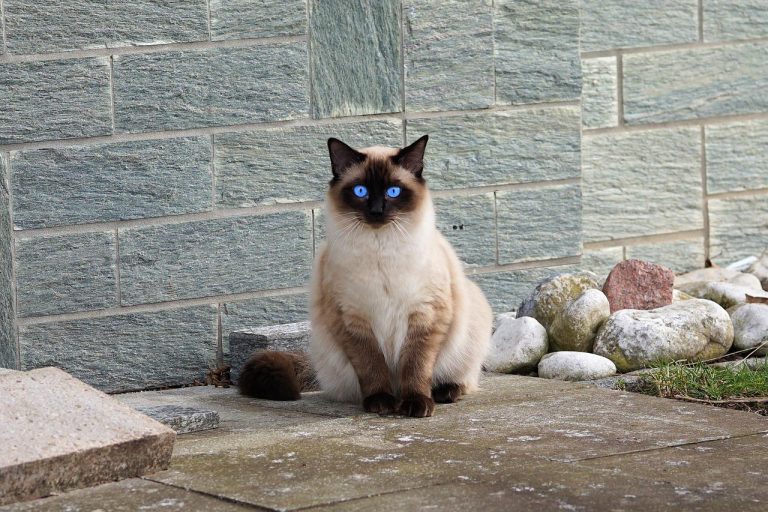 10 Different Types of Siamese Cats