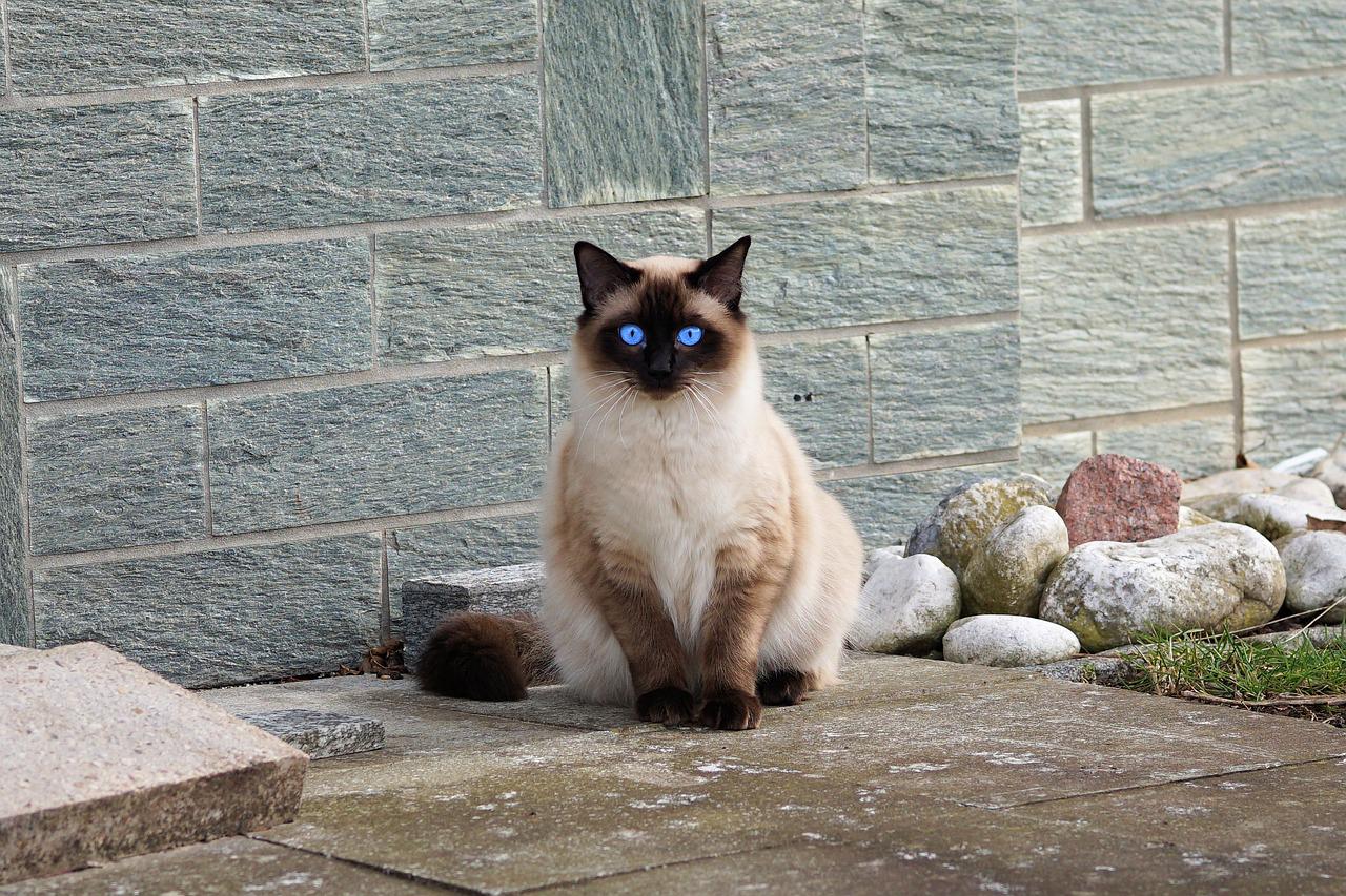 Types of Siamese Cats