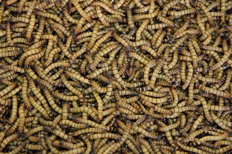 Mealworms: Profile and Information