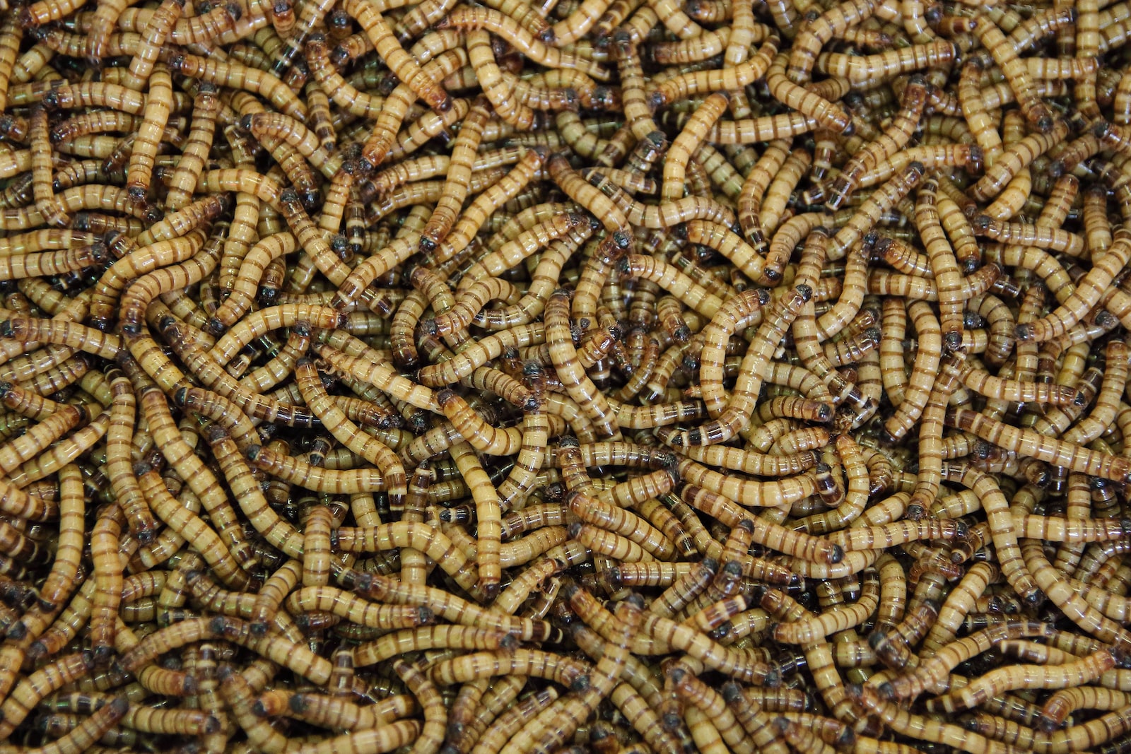 What Animals Eat Mealworms