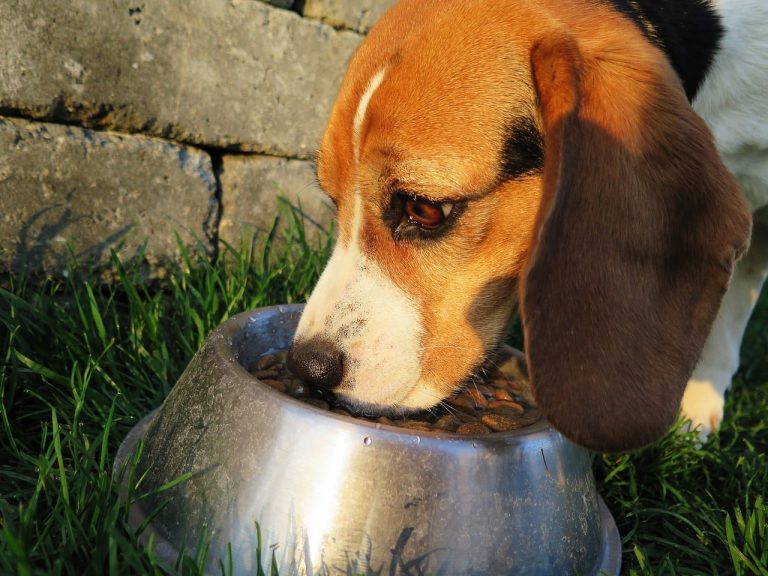 What Dog Food Brands to Avoid?