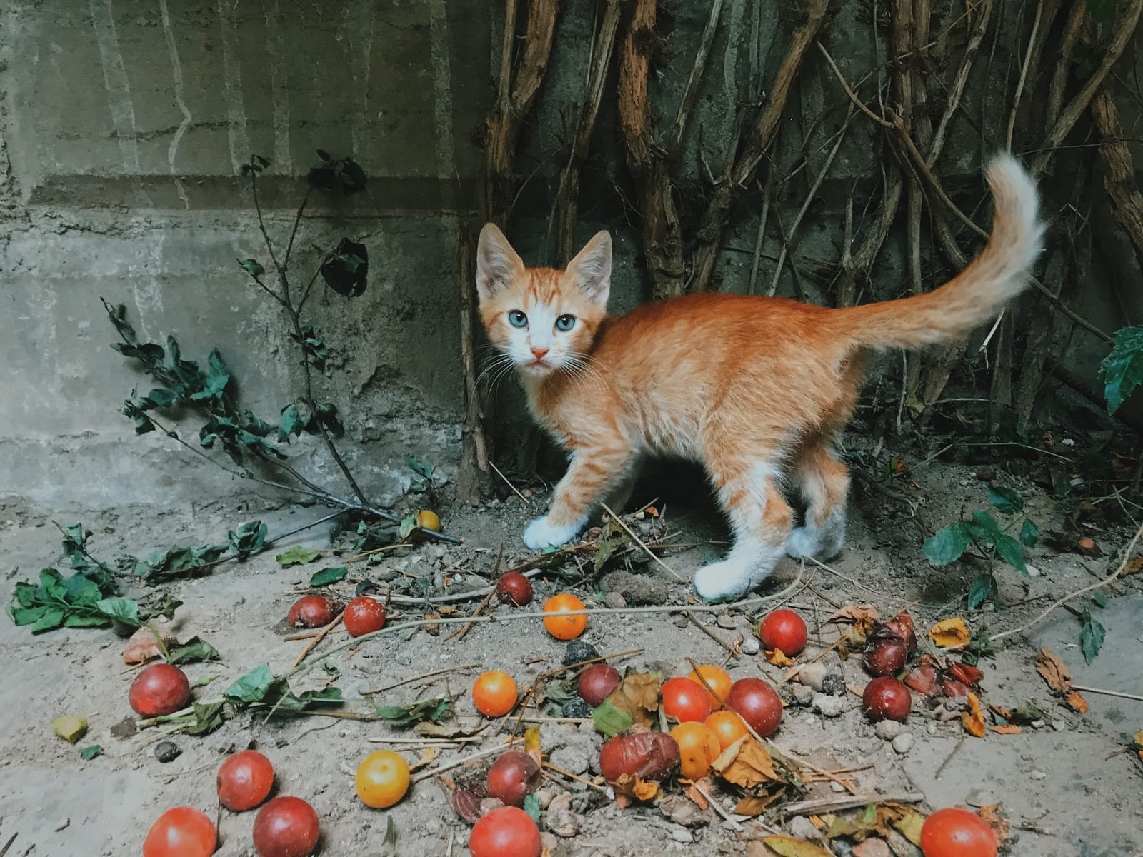 What Fruits Can Cats Eat