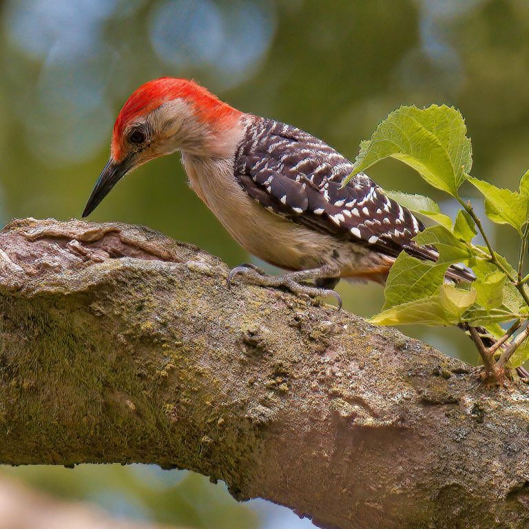 9 Species of Woodpeckers in Alabama