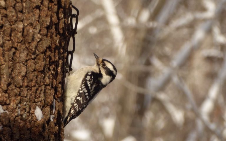 8 Species of Woodpeckers in Minnesota