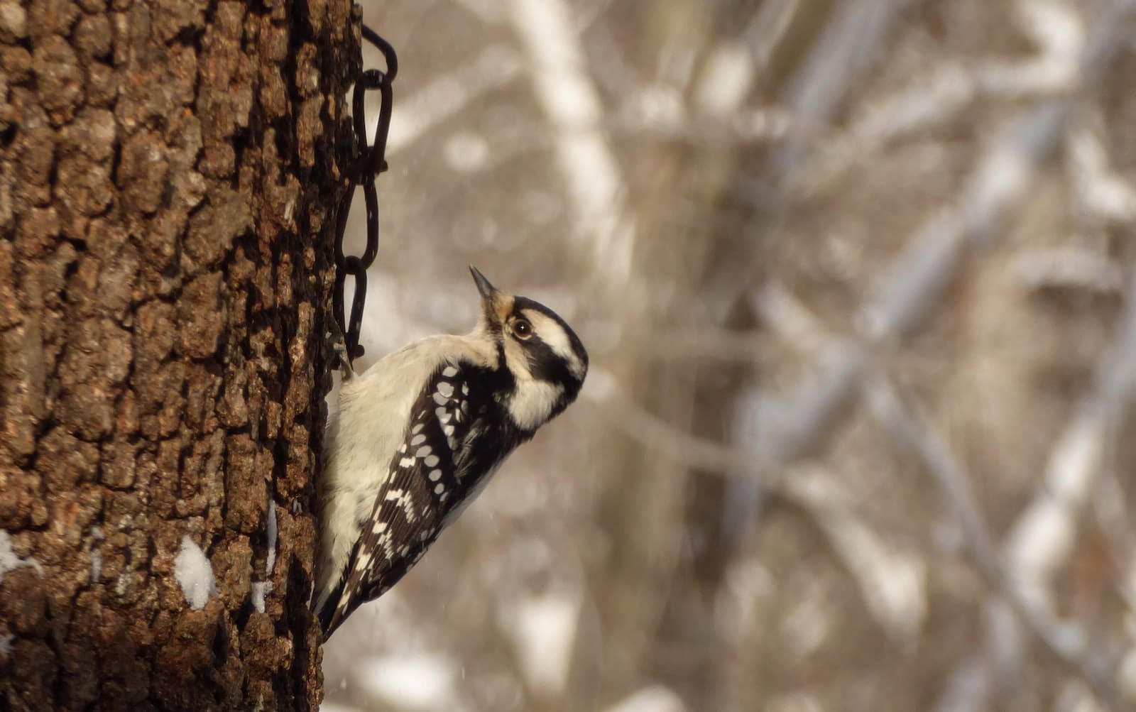 Woodpeckers in Minnesota