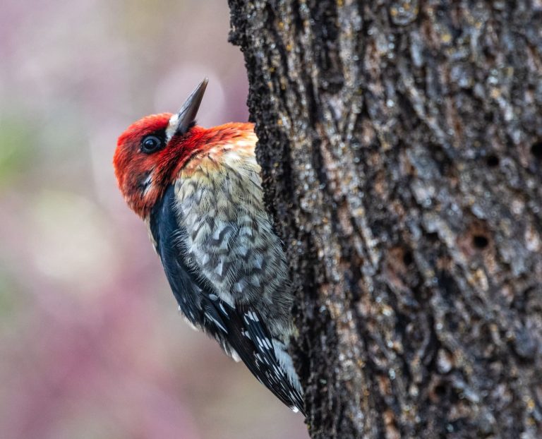 13 Species of Woodpeckers in Oregon