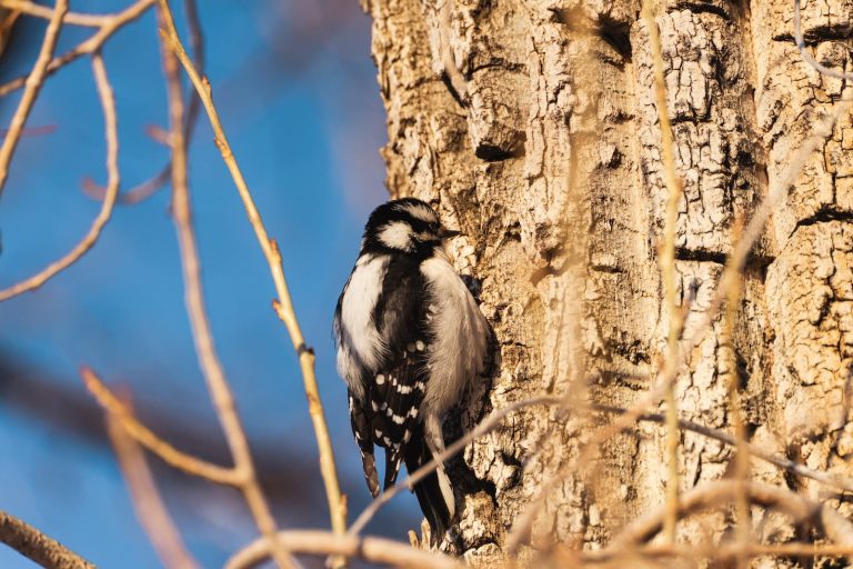 8 Species of Woodpeckers in Pennsylvania