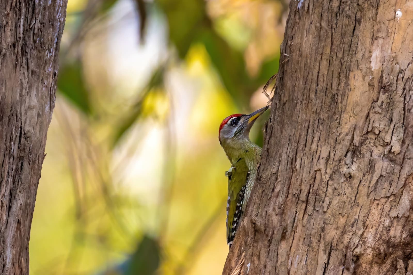 Woodpeckers in Washington