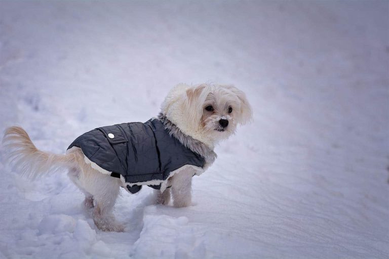 16 Warm and Fuzzy Wool Coat Dog Breeds for the Winter